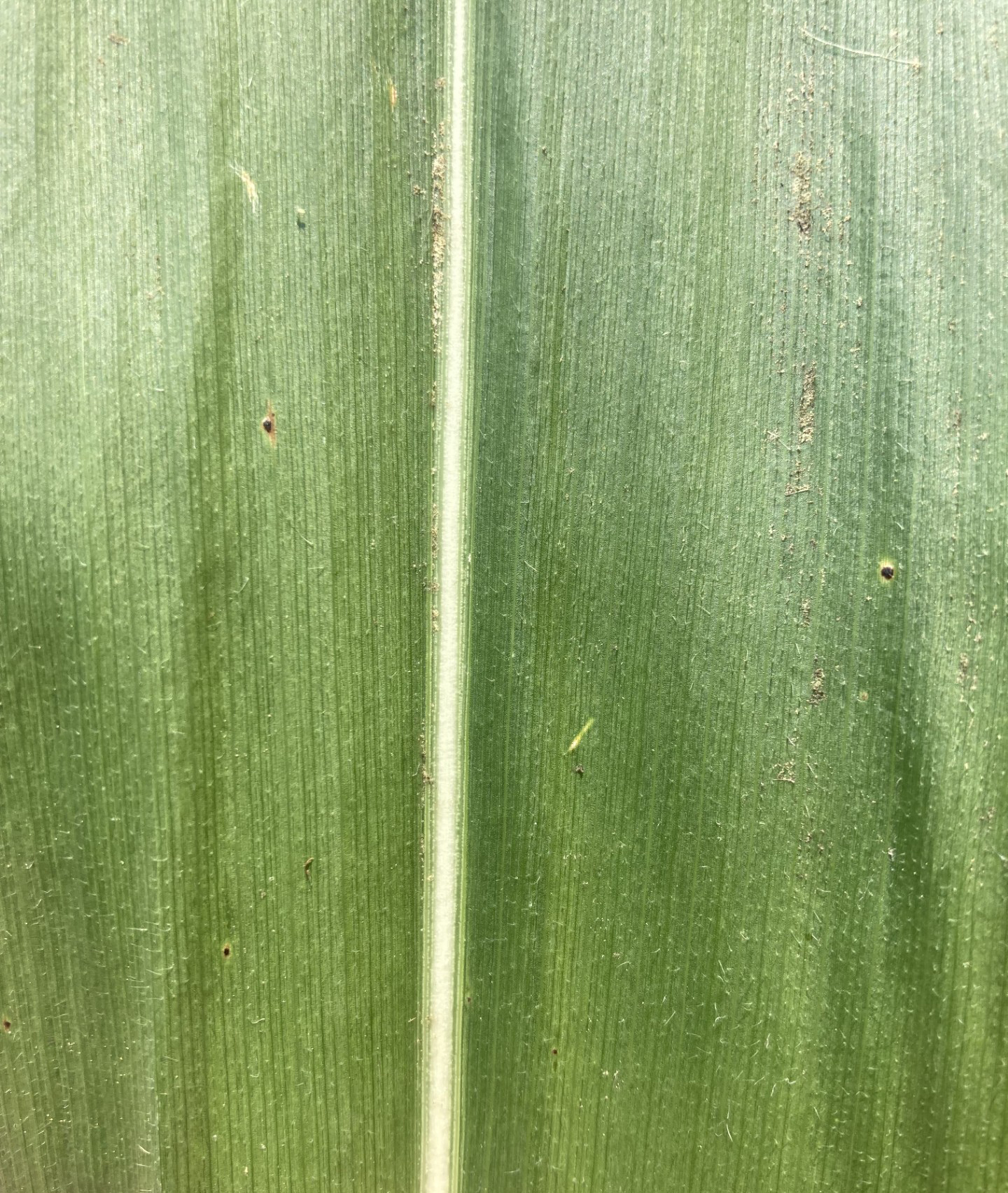 Tar spot lesions on corn
